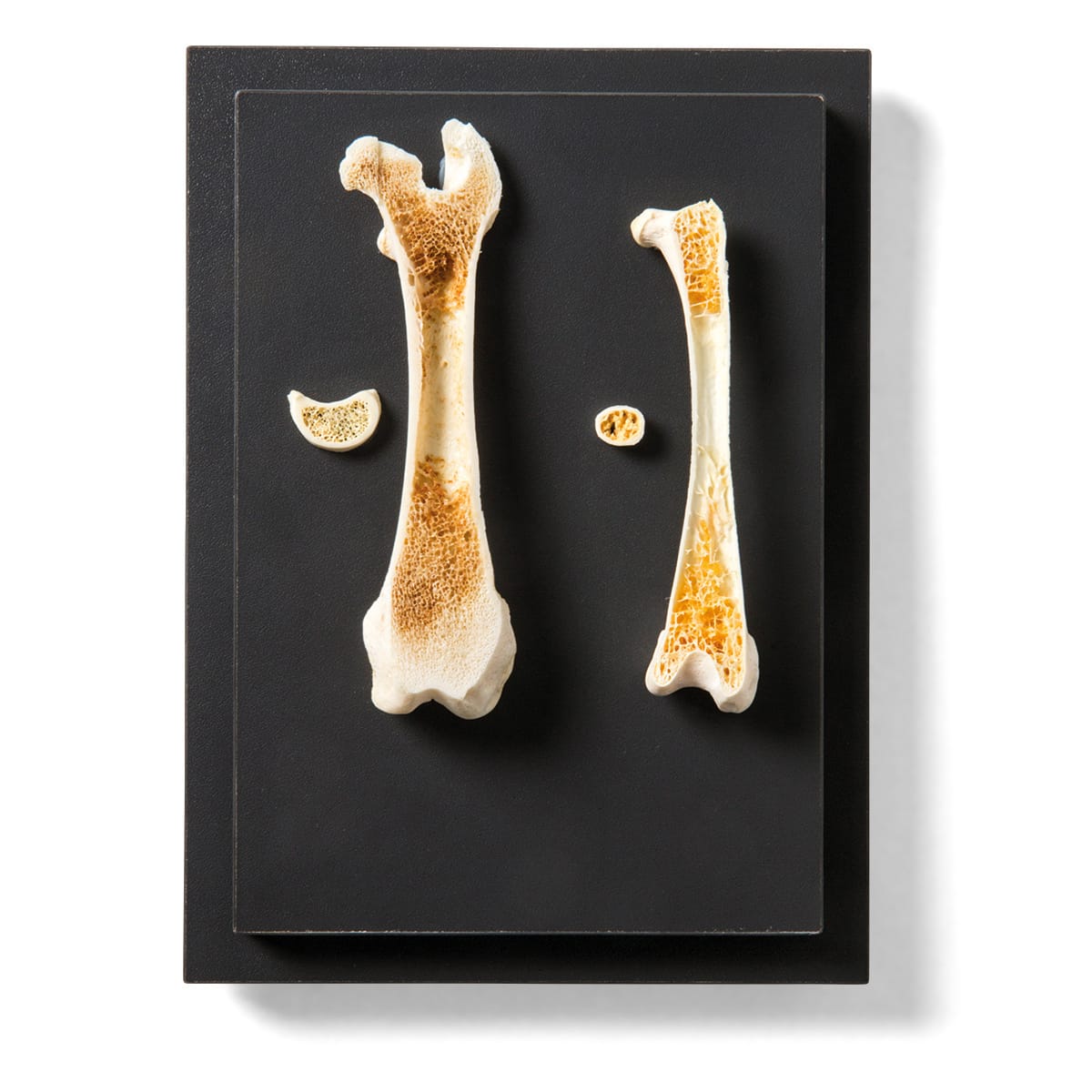 Bird and Mammal Bone Comparison