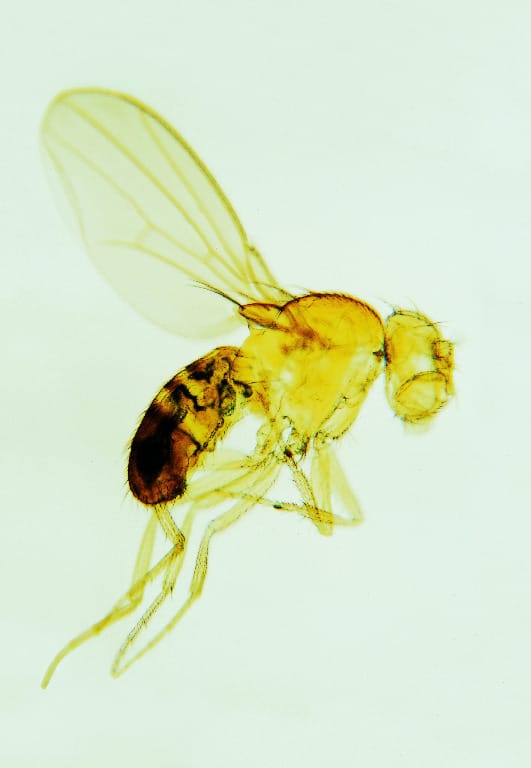 White-eyed Mutant, Drosophila Slide