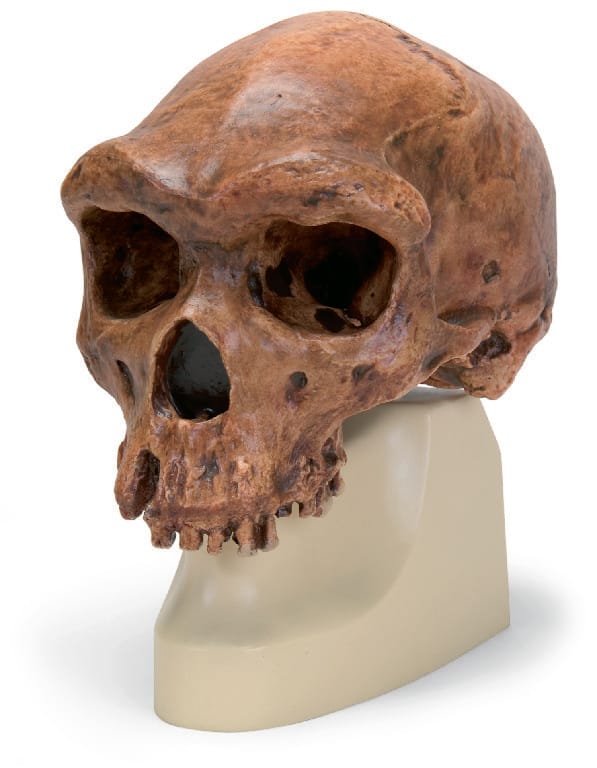 3B Scientific® Hominid Skull Reproductions