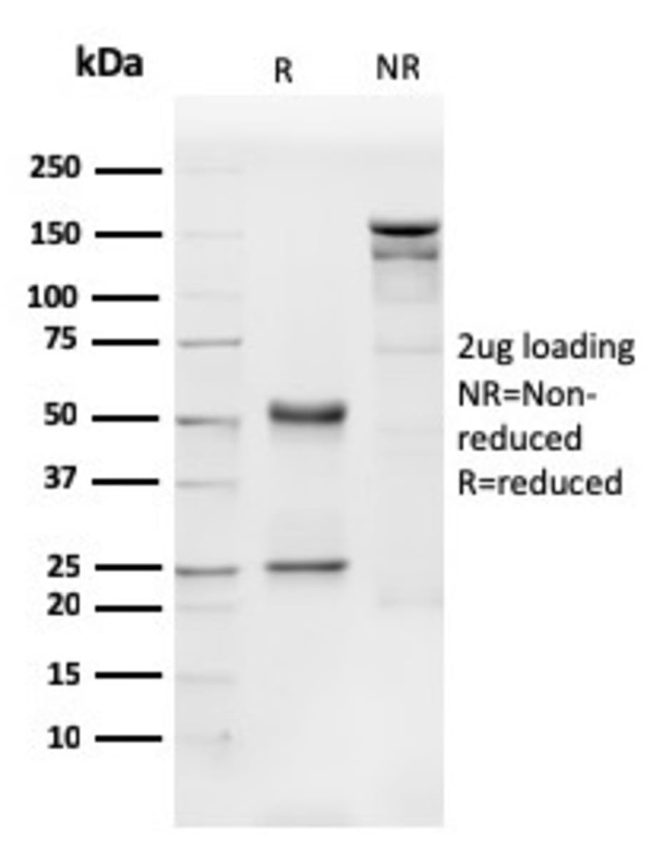 Anti-CD31 Mouse Monoclonal Antibody [clone: PECAM1/3540] | VWR, part of ...