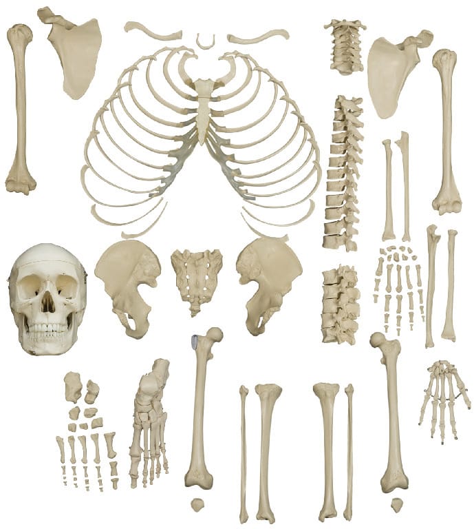 Rudiger® Disarticulated Human Skeleton