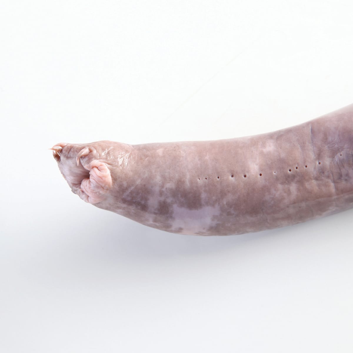 Ward's® Pure Preserved Hagfish
