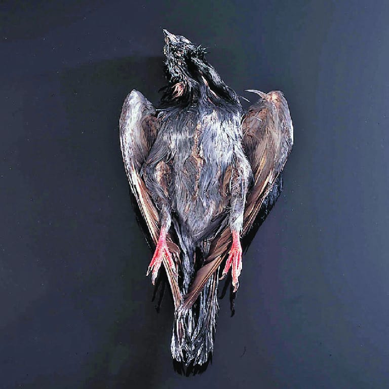 Preserved Pigeons
