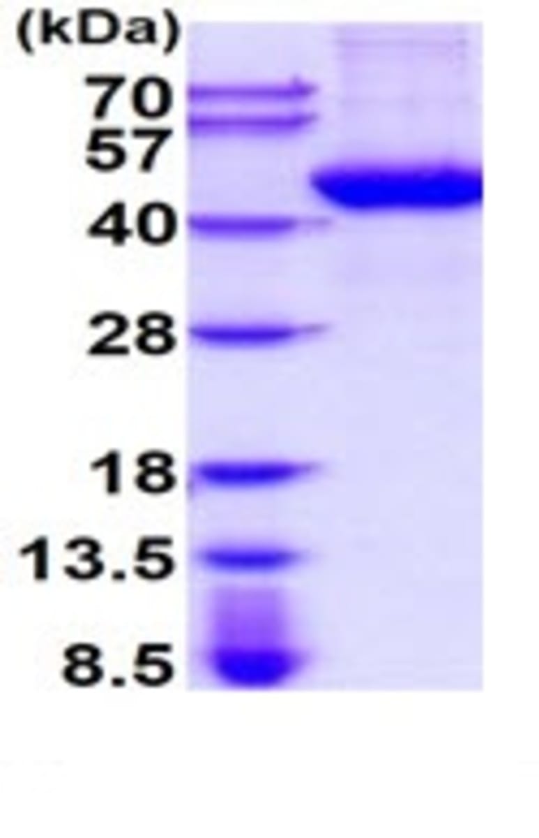 Human Recombinant TPST1 (from Baculovirus (Insect cells)) | VWR, part ...