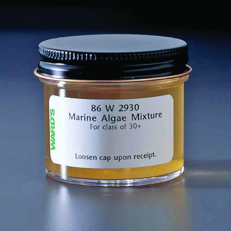 Mixed Marine Algae