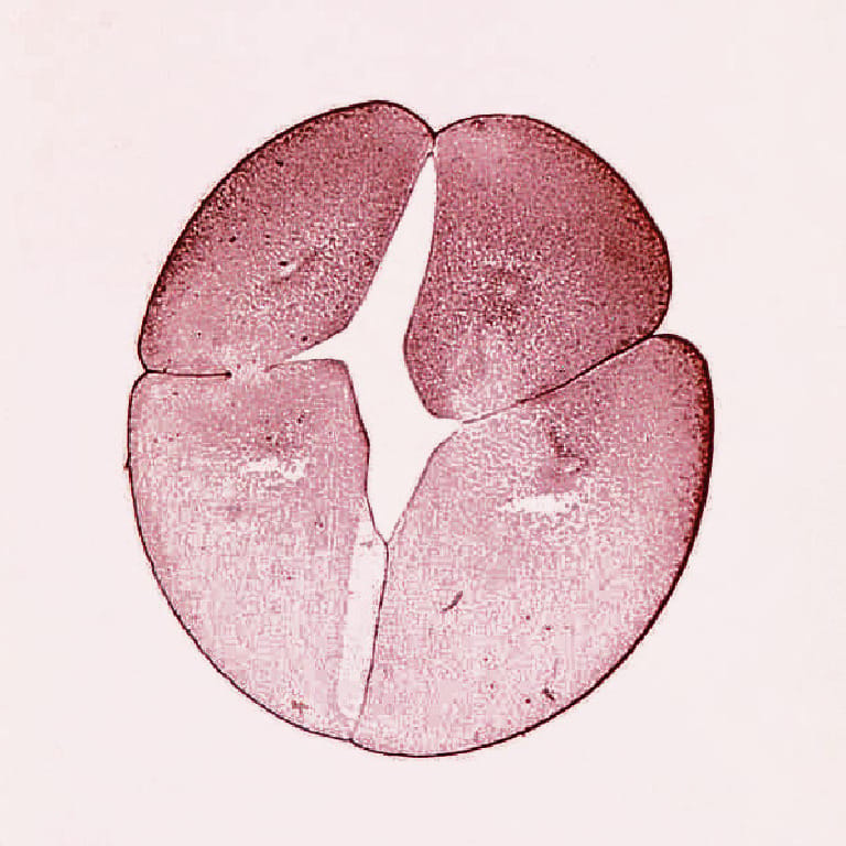 Ward's® Frog Embryology Slide Series