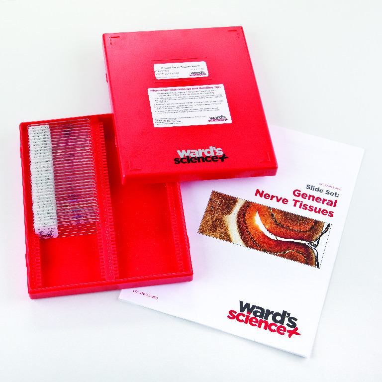General Nerve Tissues Slide Set