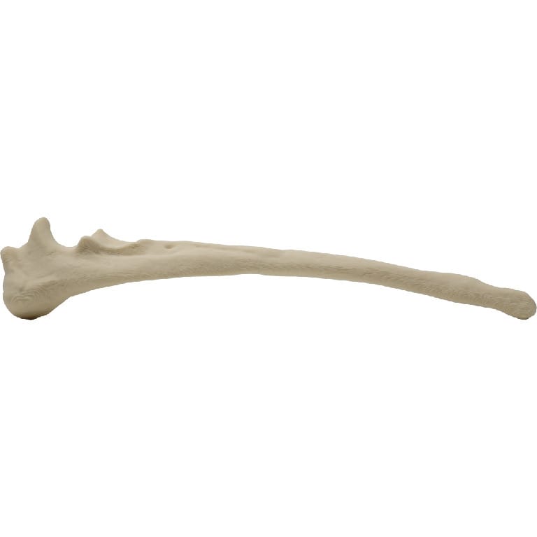 Med Dimensions® Vet Bones, Canine