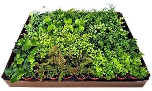 Ward's® Ferns