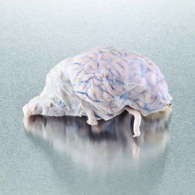 Ward's Pure Preserved™ Fully Extracted Sheep Brains (Dura Mater Removed)