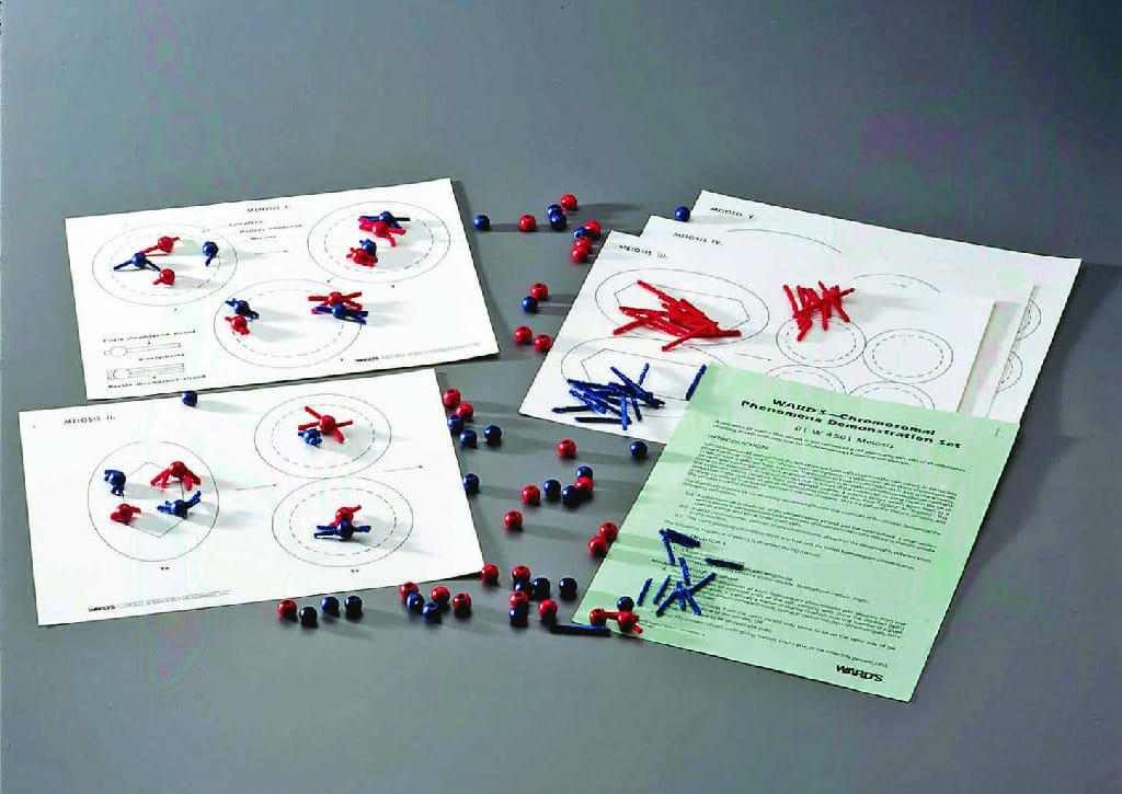 Ward's® Chromosomal Phenomenon Demonstration Sets