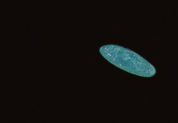 Ward's® Live Paramecium: 30 Student Culture
