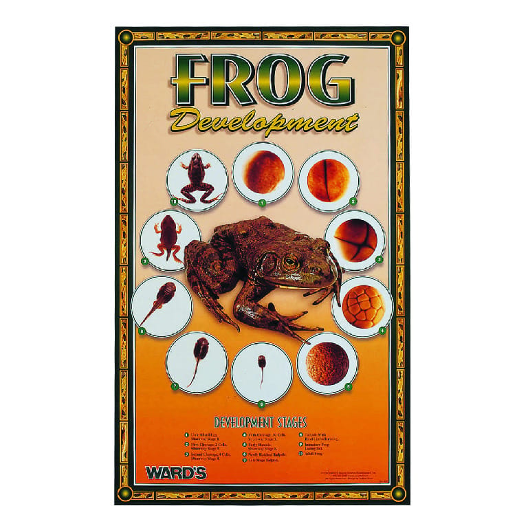 Ward's® Frog Development Poster