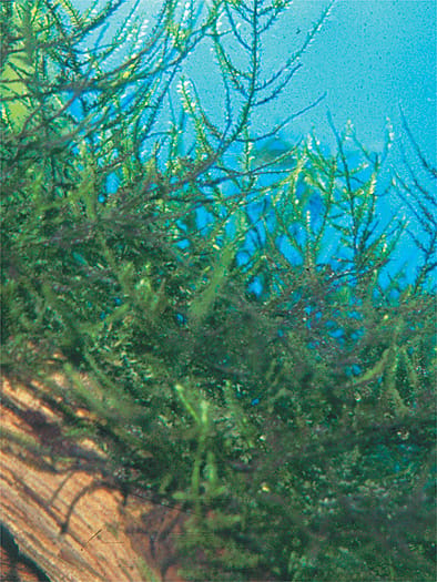 Java Moss (Vesicularia dubyana)