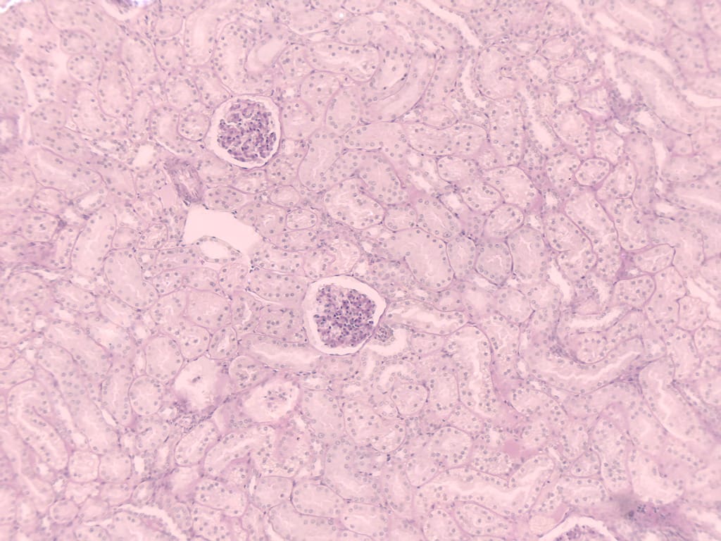 Kidney, Mammal Slide
