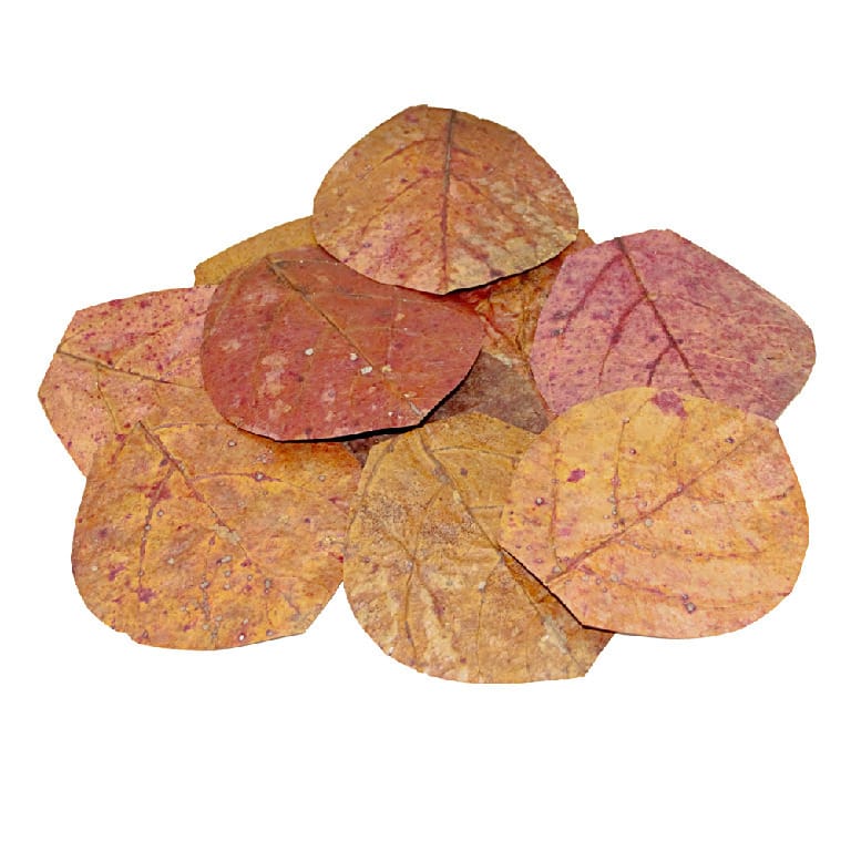HydrOasis Catappa Leaves