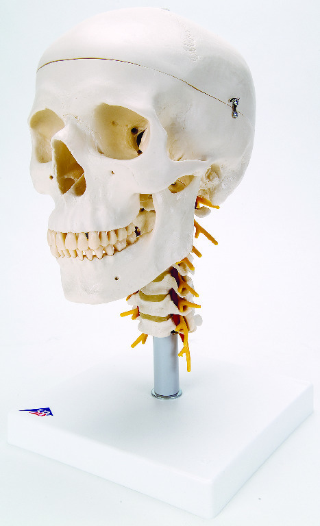 3B Scientific® Classic Skull And Cervical Spine
