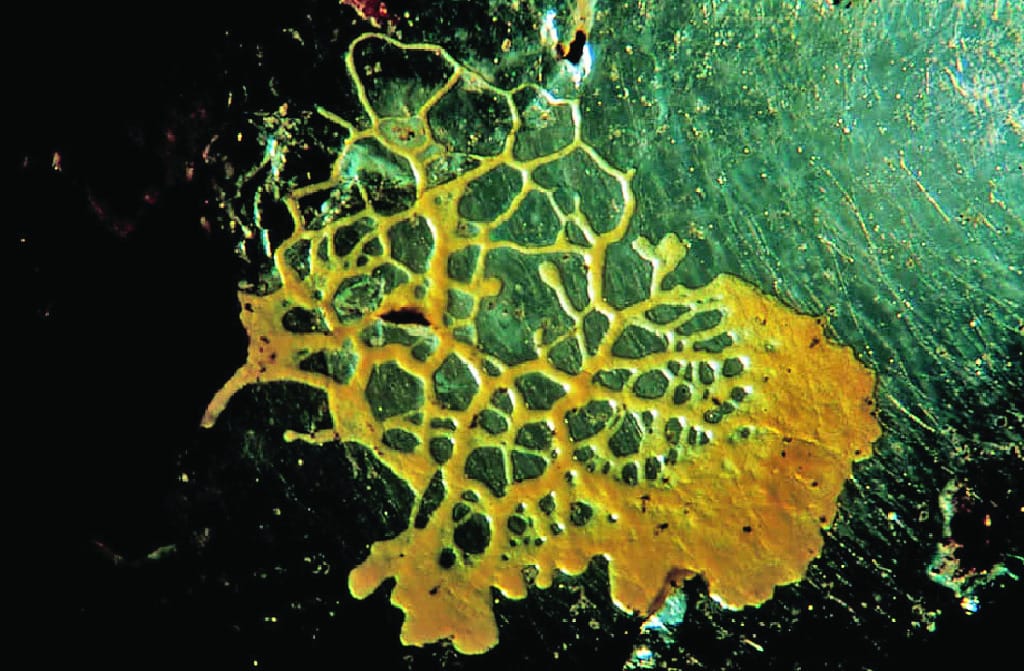 Live Physarum polycephalum Culture