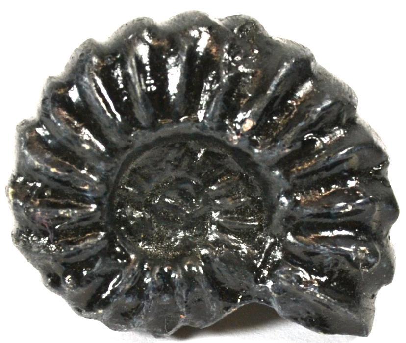 Ammonite Fossil Replica