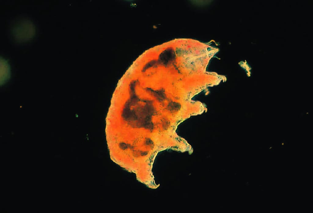 Water Bear