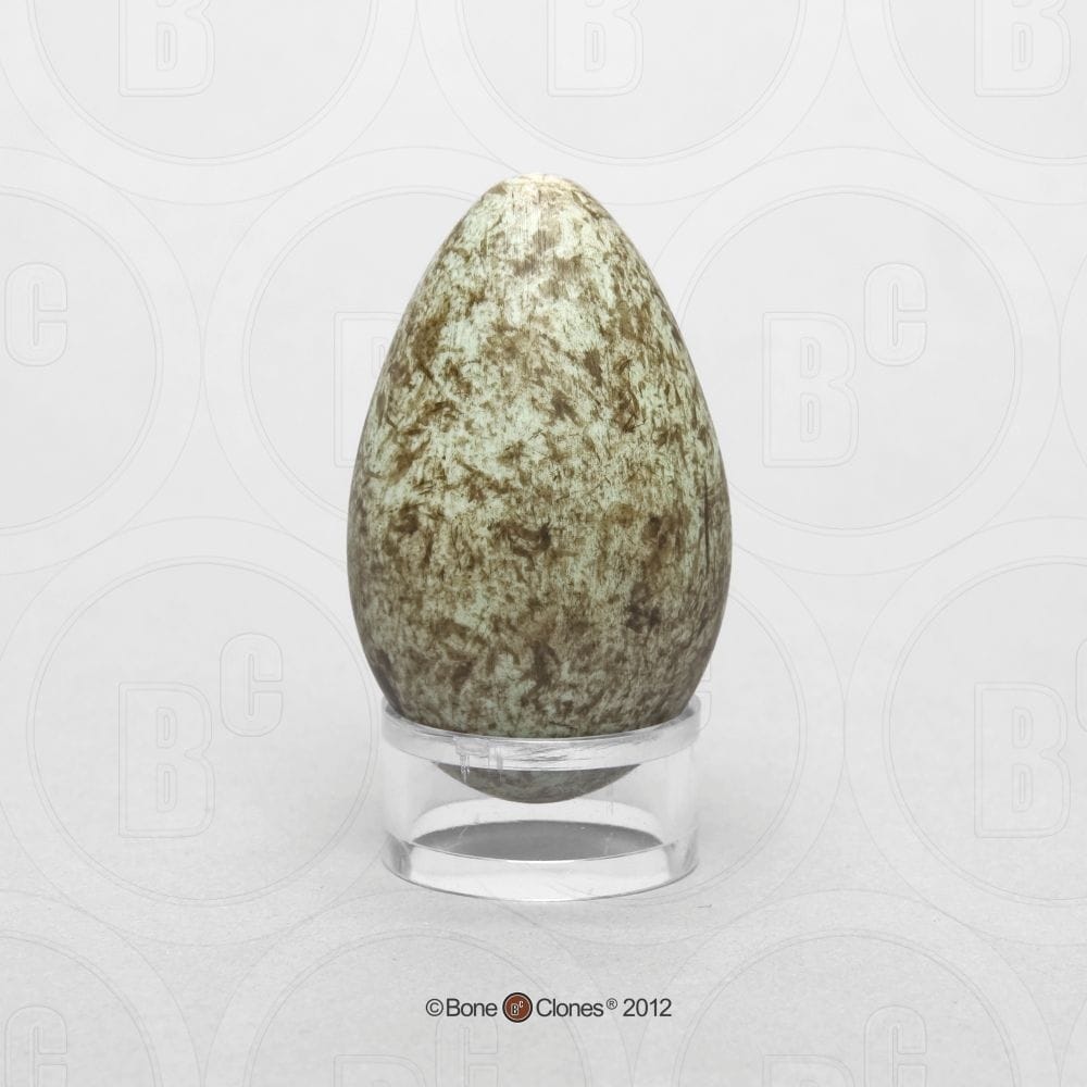 Bone Clones® North American Bird Eggs