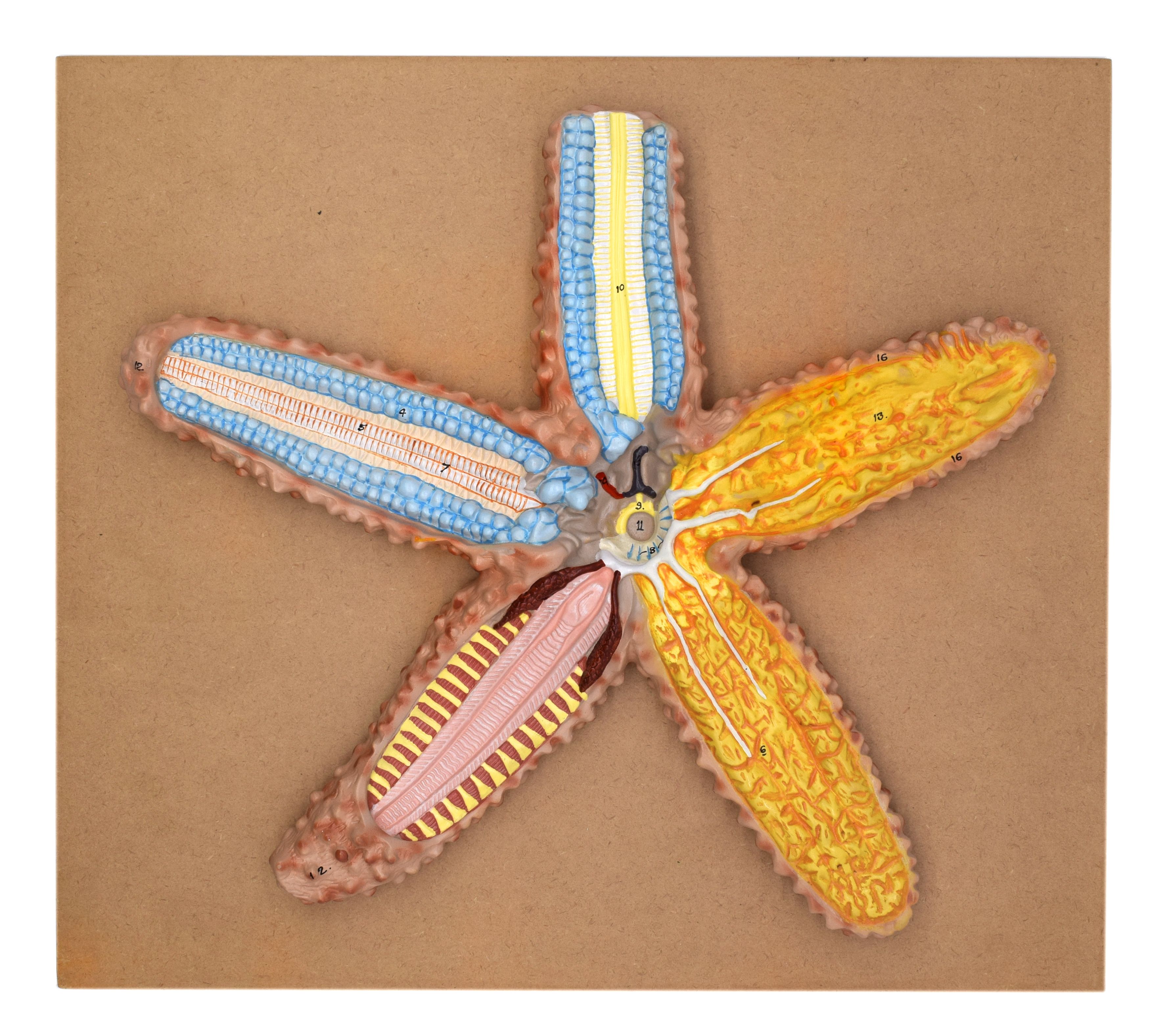 Eisco® Starfish