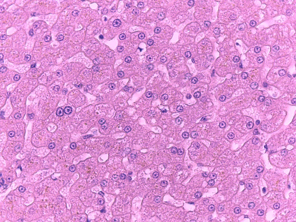 Ward's® Mammalian Live Slide