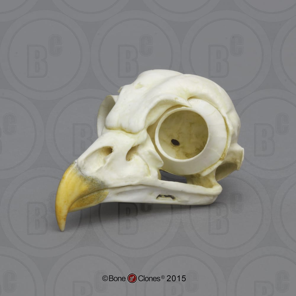 BoneClones® Animal Skulls, Avian