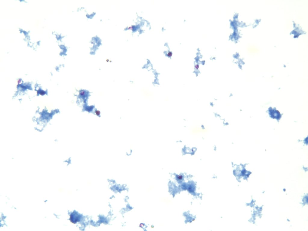 Cryptosporidium parvum Slide