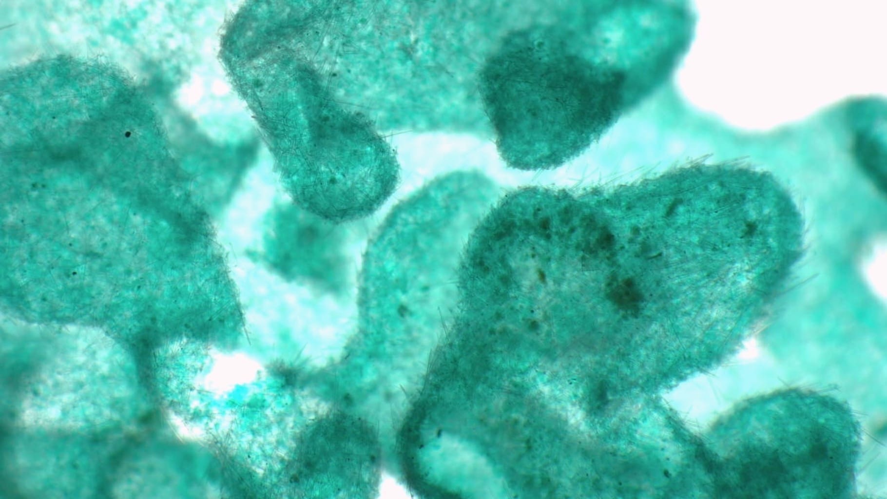 Leucosolenia Slide