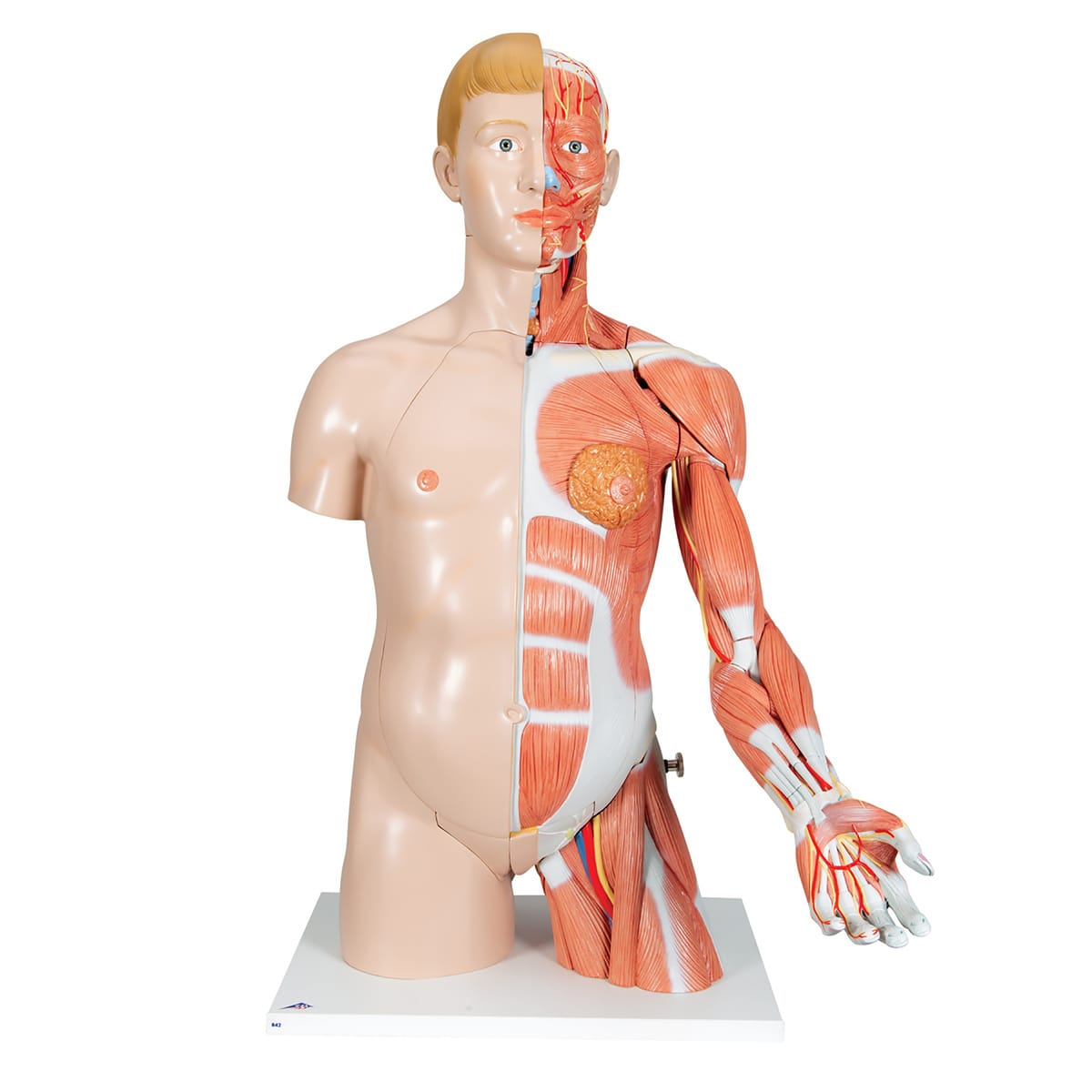 3B Scientific® Dual Sex Torso With Muscular Arm
