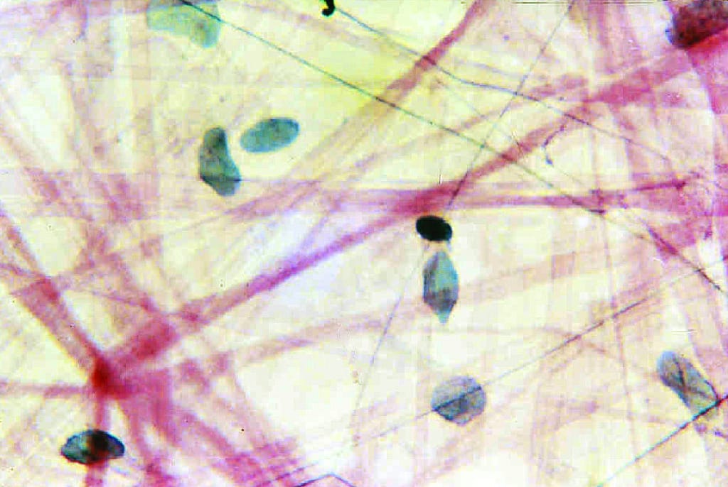 Areolar Tissue Slide