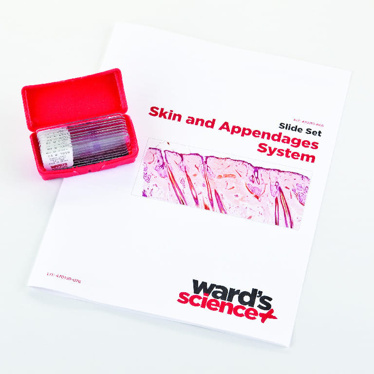 Skin and Appendages Slide Set