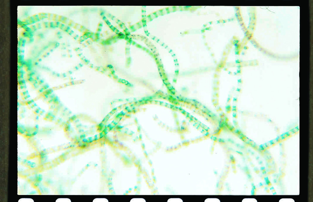 Ulothrix Slide