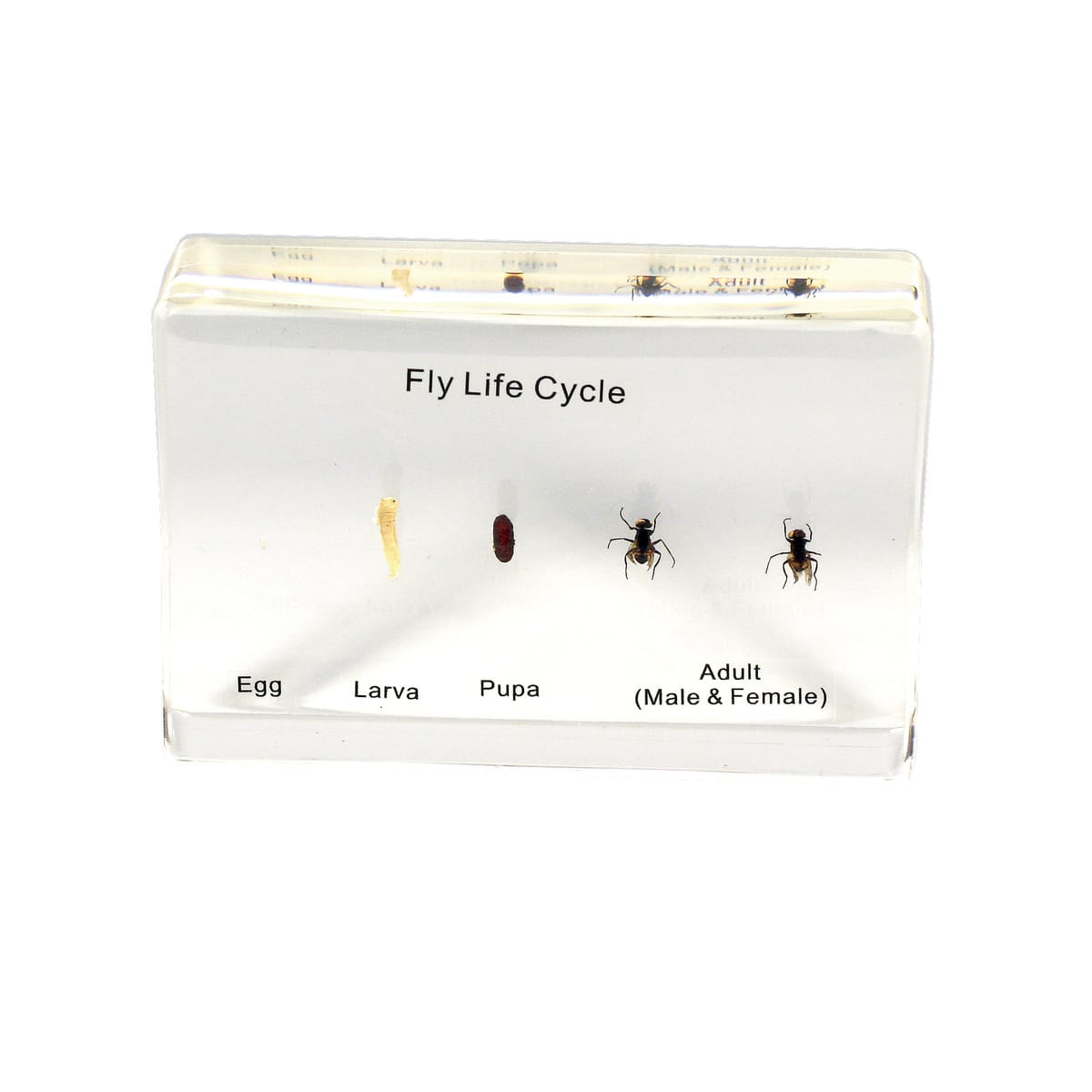 House Fly Life Cycle