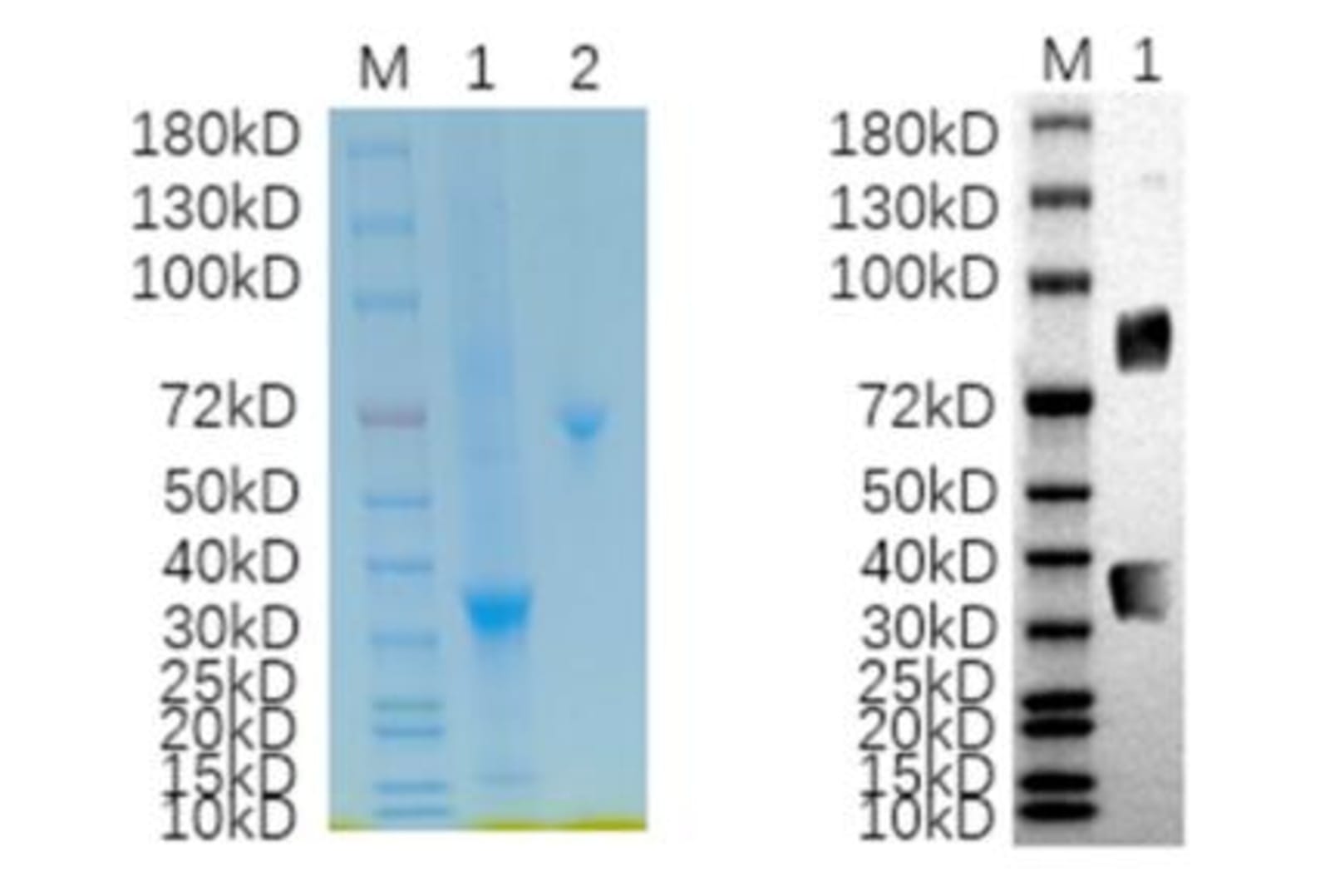 Human Recombinant CCND1 (from HEK293 cells) | VWR, part of Avantor