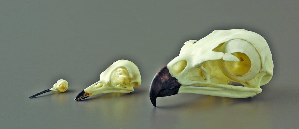 BoneClones® Bird Beak Adaptation Skull Set