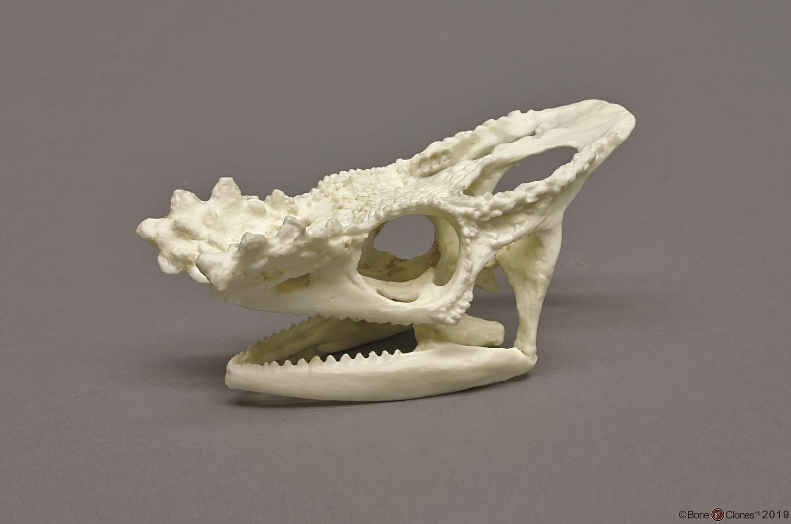 BoneClones® Animal Skulls, Reptilian