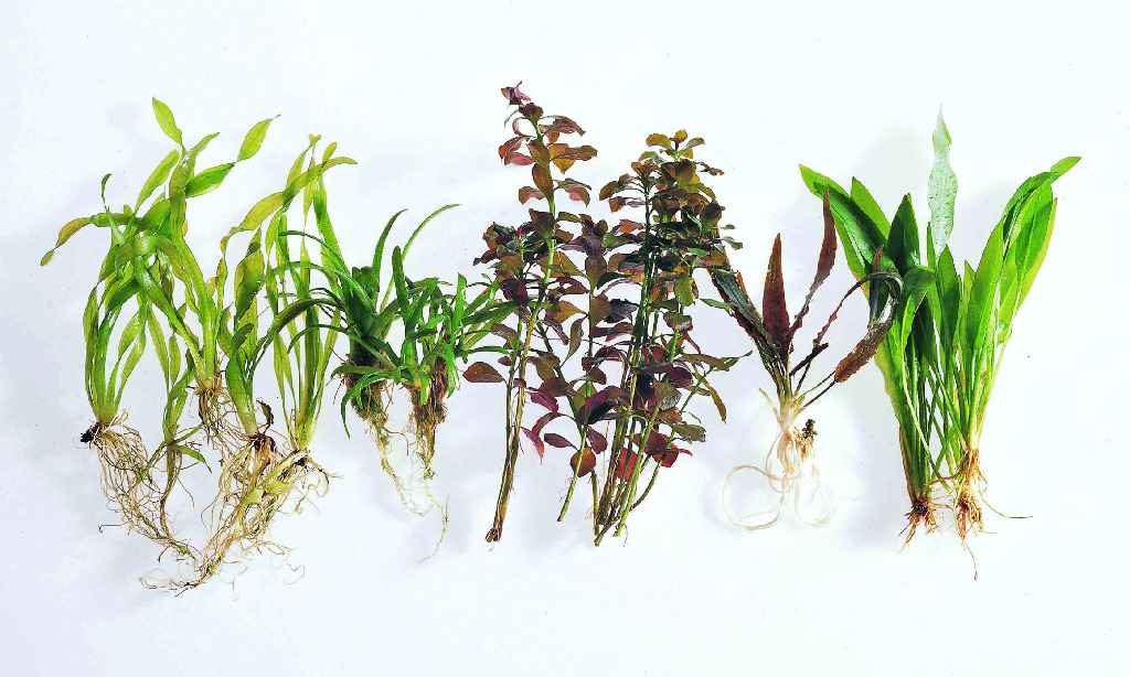 Amazon Sword Plant
