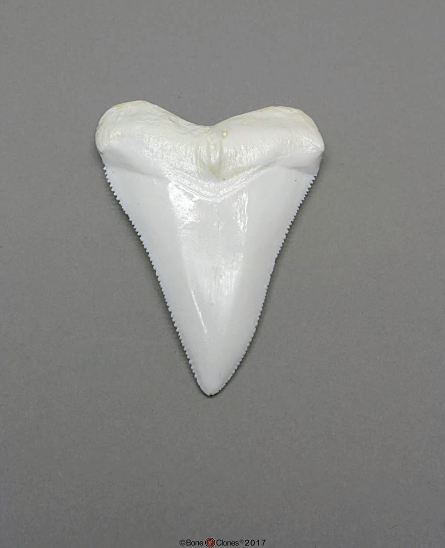 BoneClones® Replica Teeth