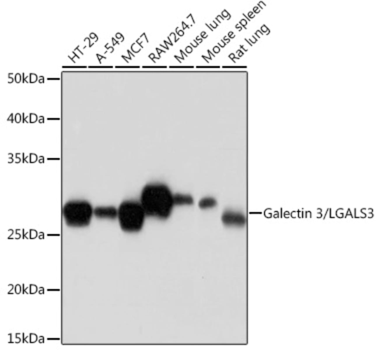 Anti-Galectin 3 Rabbit Monoclonal Antibody [clone: ARC0542] | VWR, part ...