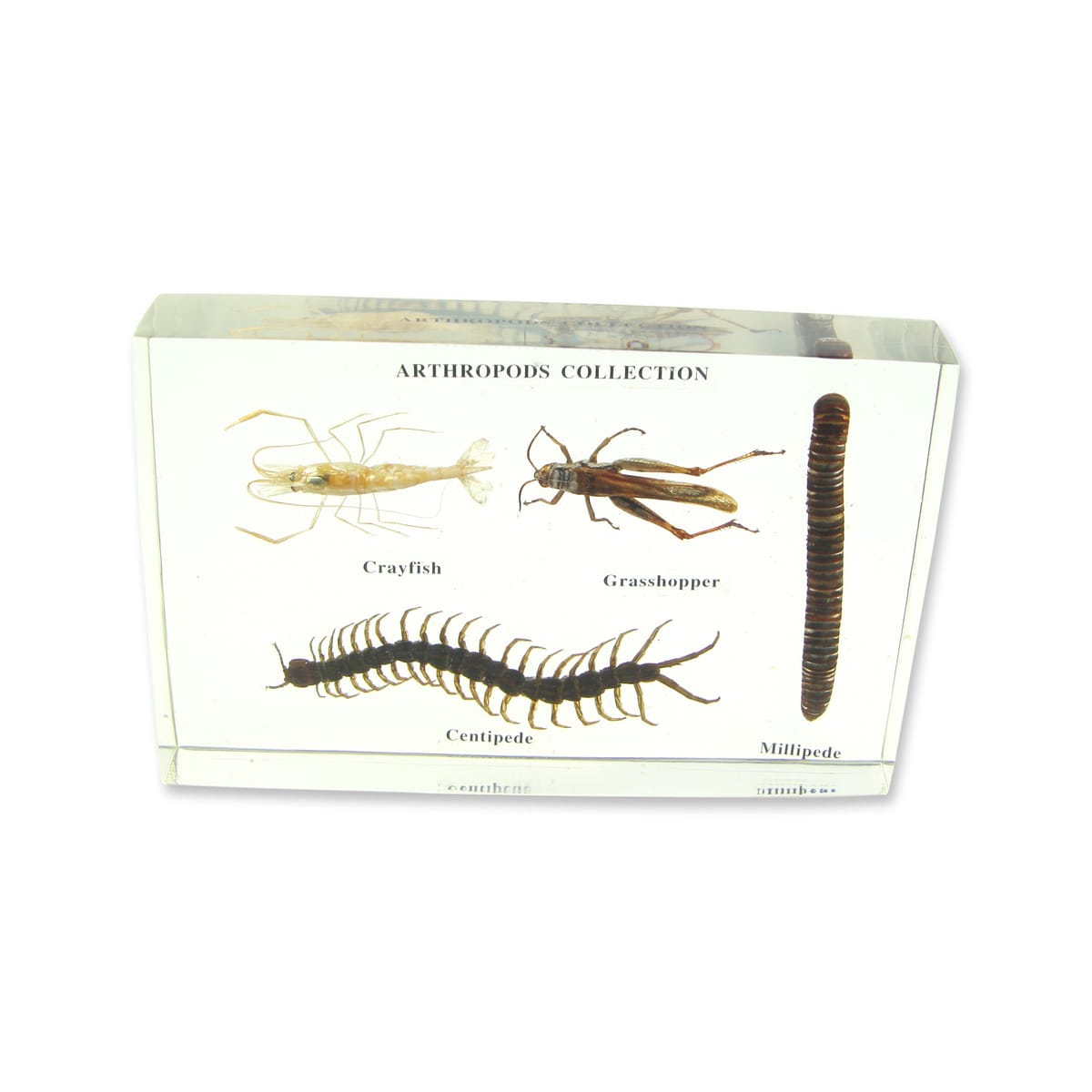 Arthropod Collection Plastomount