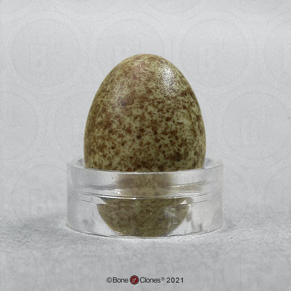 Bone Clones® North American Bird Eggs