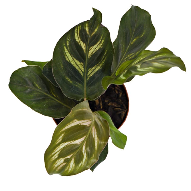 ReptiFauna Bioactive Plants