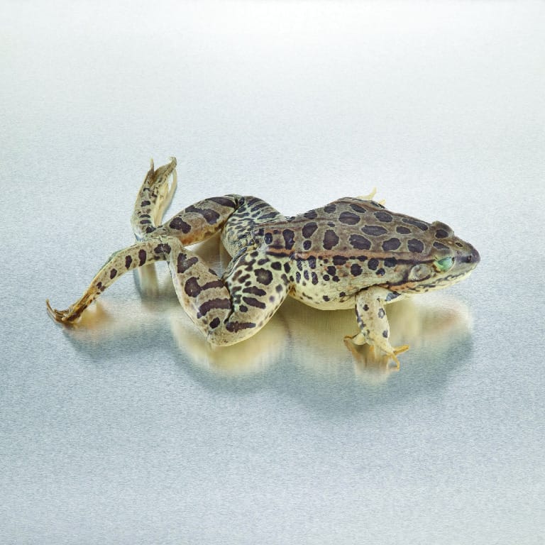 Ward's® Pure Preserved™ Grassfrogs
