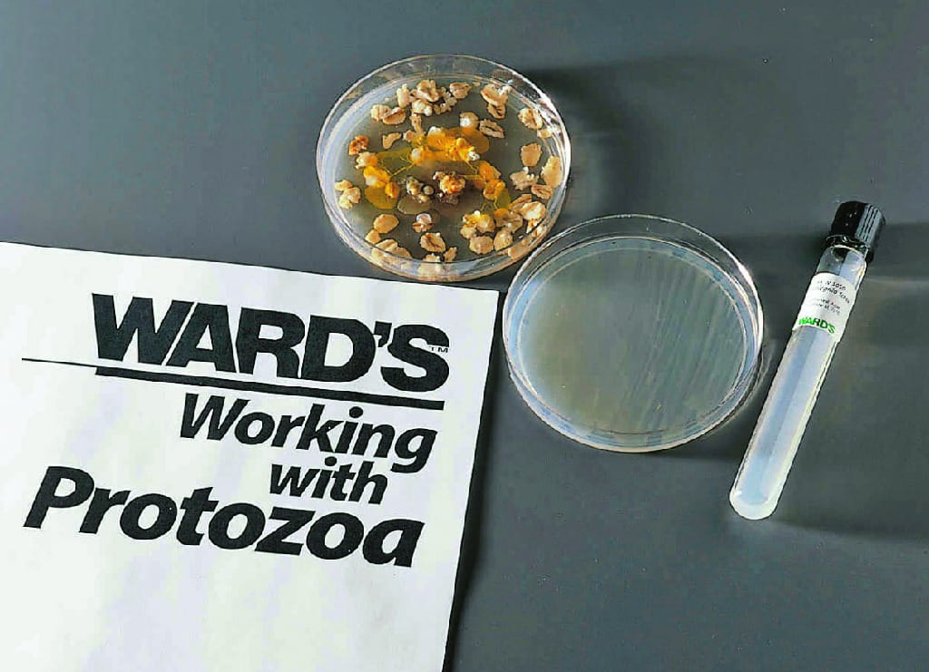 Ward's® Fungi-Like Protist Set