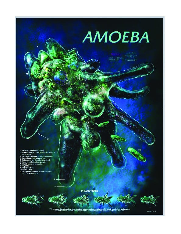 Biocam Protozoa Posters