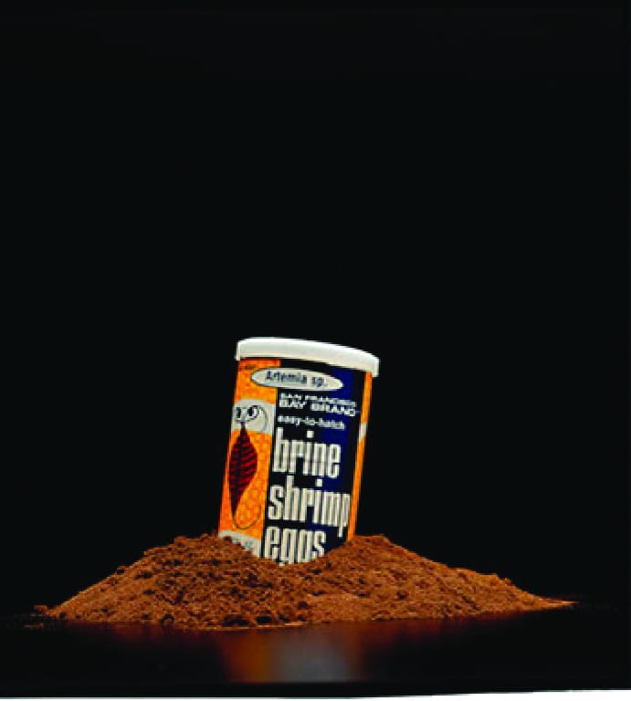 Brine Shrimp Eggs
