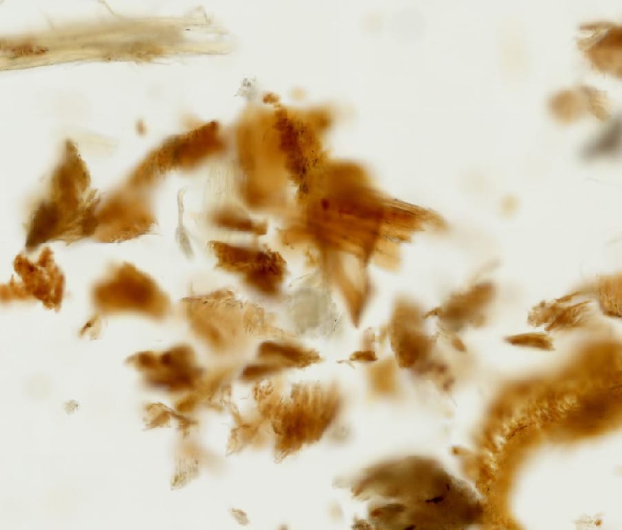 Ward's® Introduction To Microscopes Slides