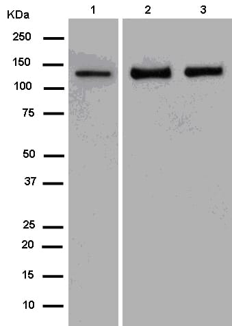 Anti-GOLPH4/GPP130 Rabbit Monoclonal Antibody [clone: EPR13445] | VWR ...